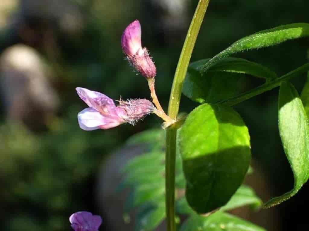 Vicia sepium var. montanum