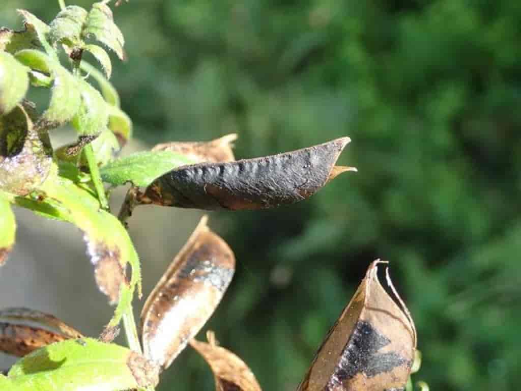 Vicia sepium var. montanum