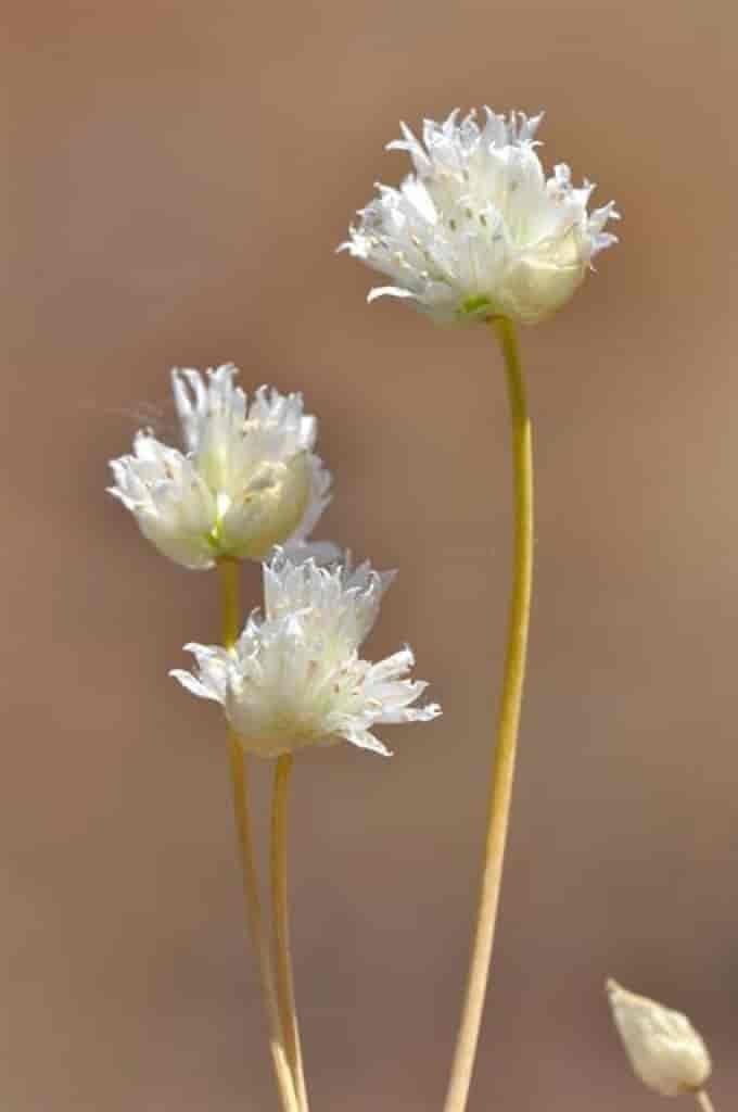 Allium schoenoprasum var. alvarense