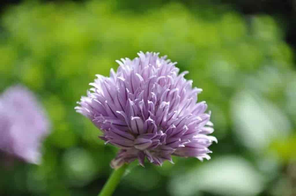 Allium schoenoprasum var. schoenoprasum