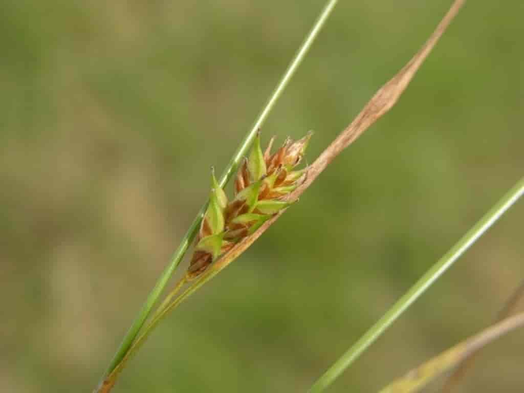 Carex distans