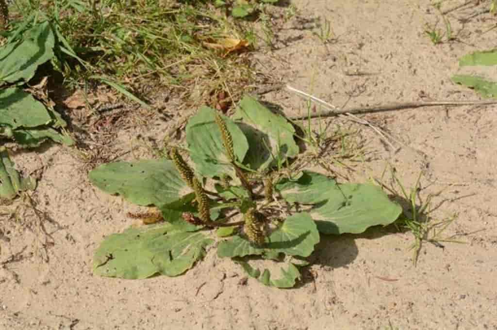 Plantago major ssp. intermedia