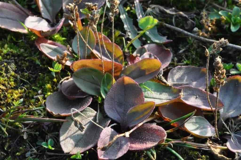 Plantago major ssp. winteri
