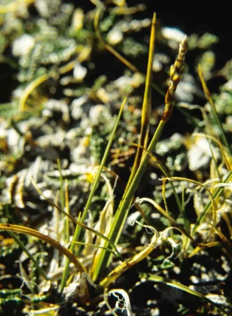 Carex scirpoidea