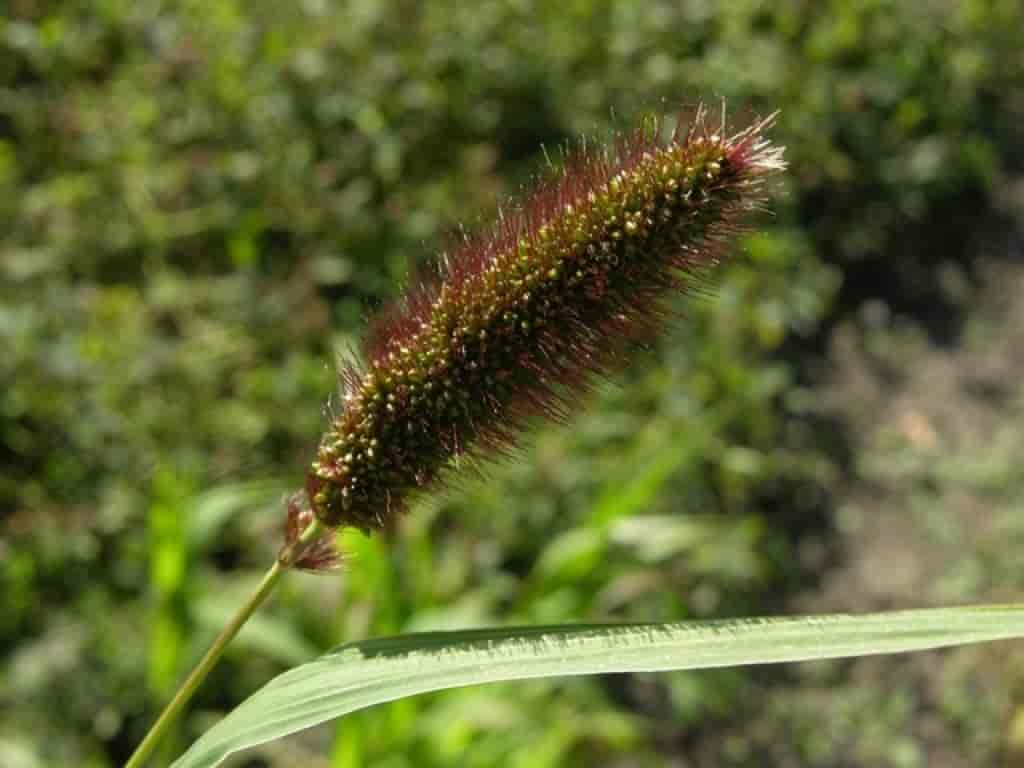 Setaria viridis var. major