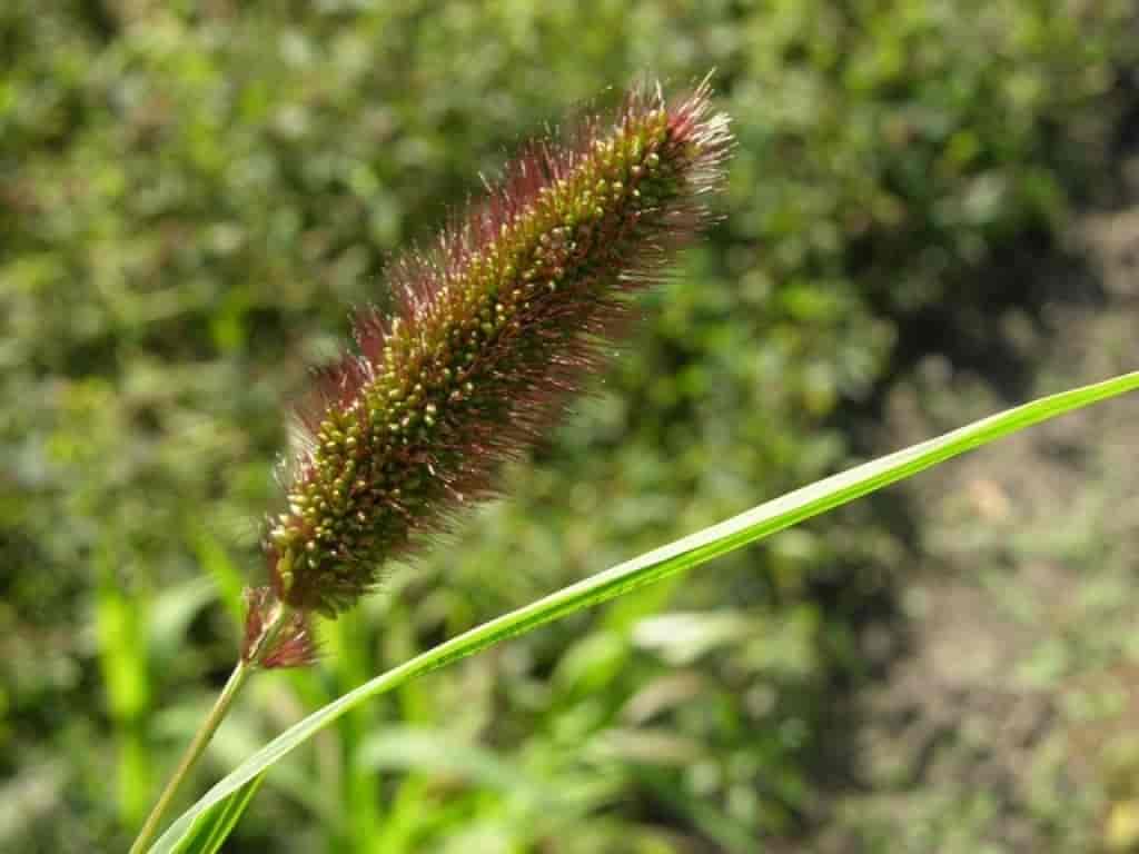 Setaria viridis var. major