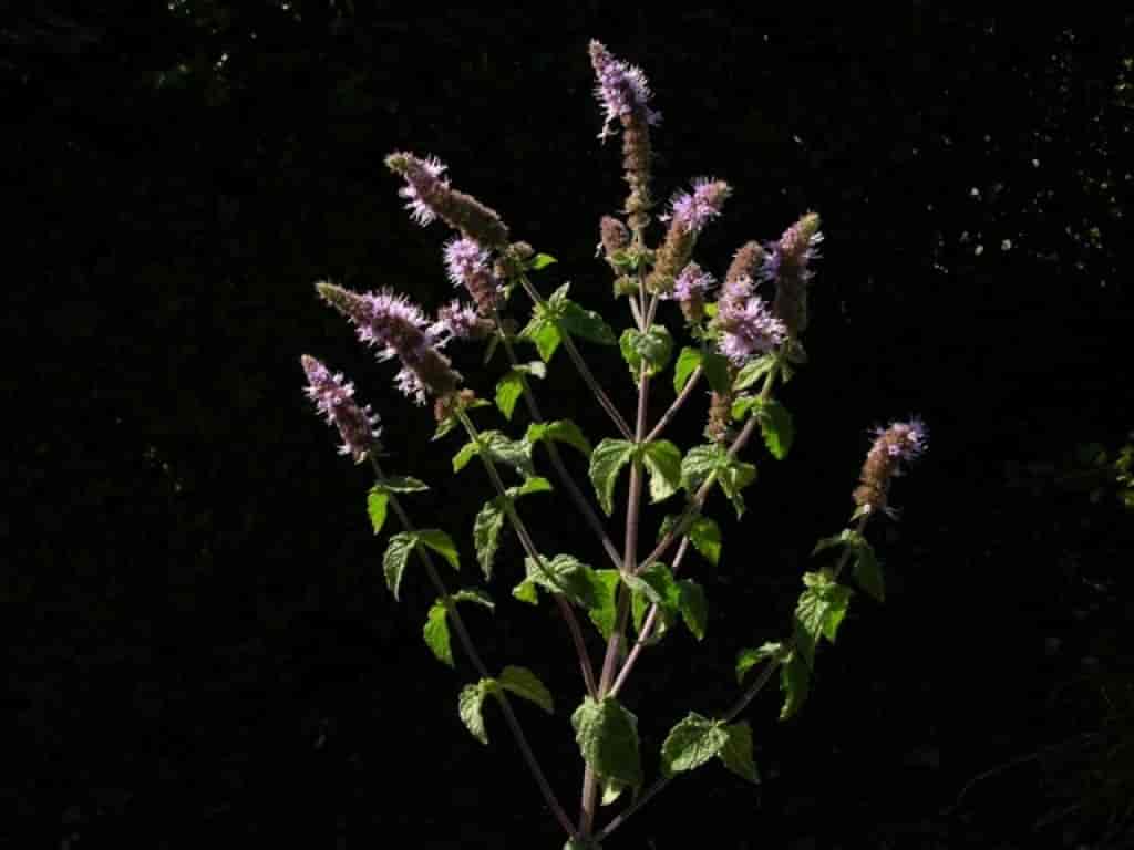 Mentha spicata (Cultiv)
