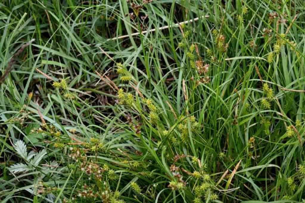 Carex demissa