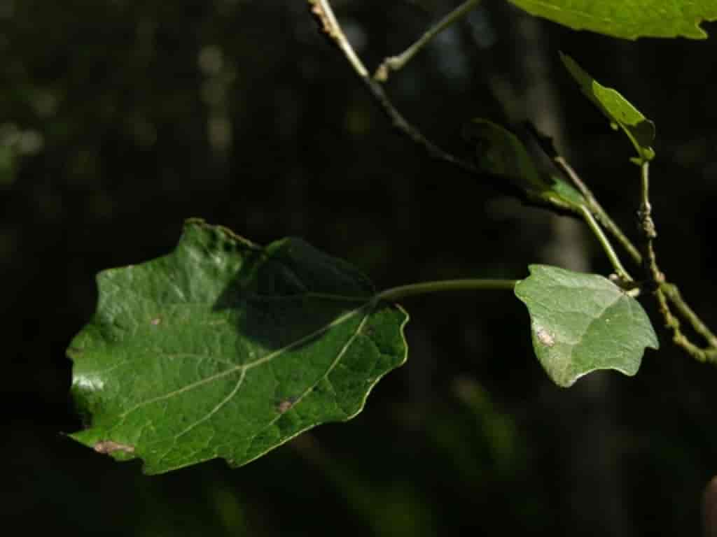 Populus canescens
