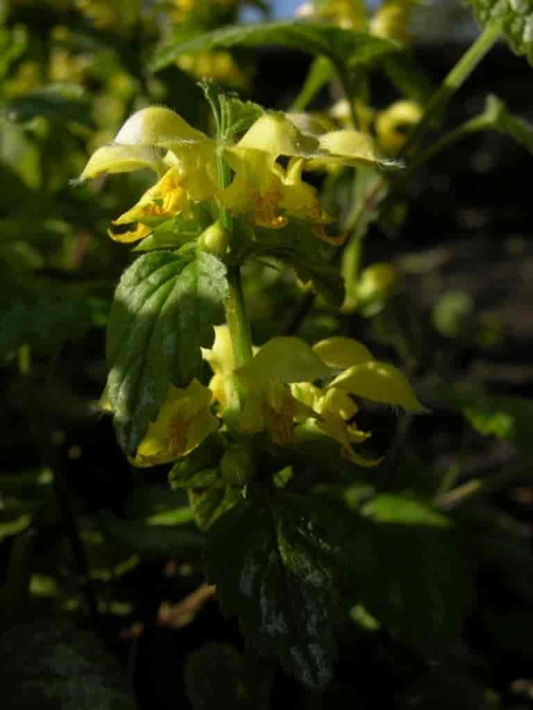 Lamiastrum galeobdolon (Florentinum)