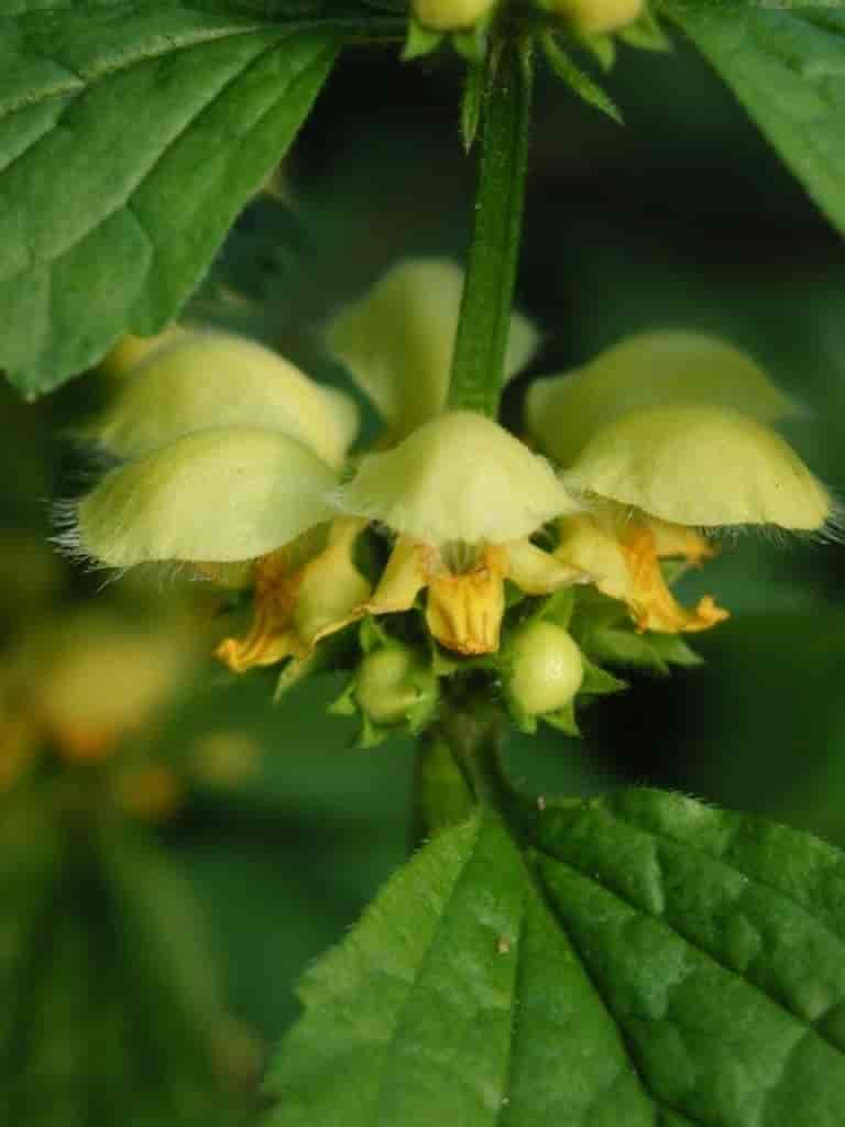 Lamiastrum galeobdolon ssp. argentatum