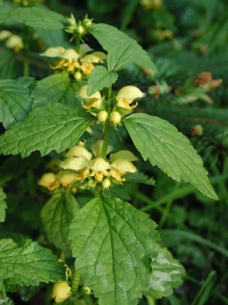 Lamiastrum galeobdolon ssp. argentatum