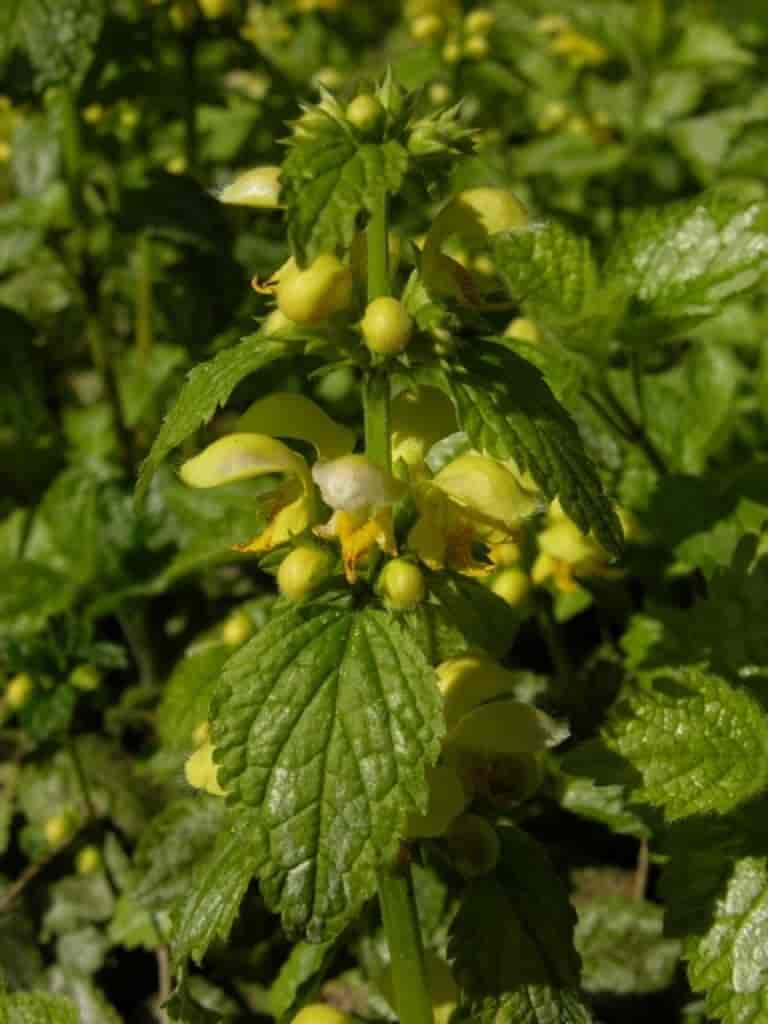 Lamiastrum galeobdolon (Florentinum)