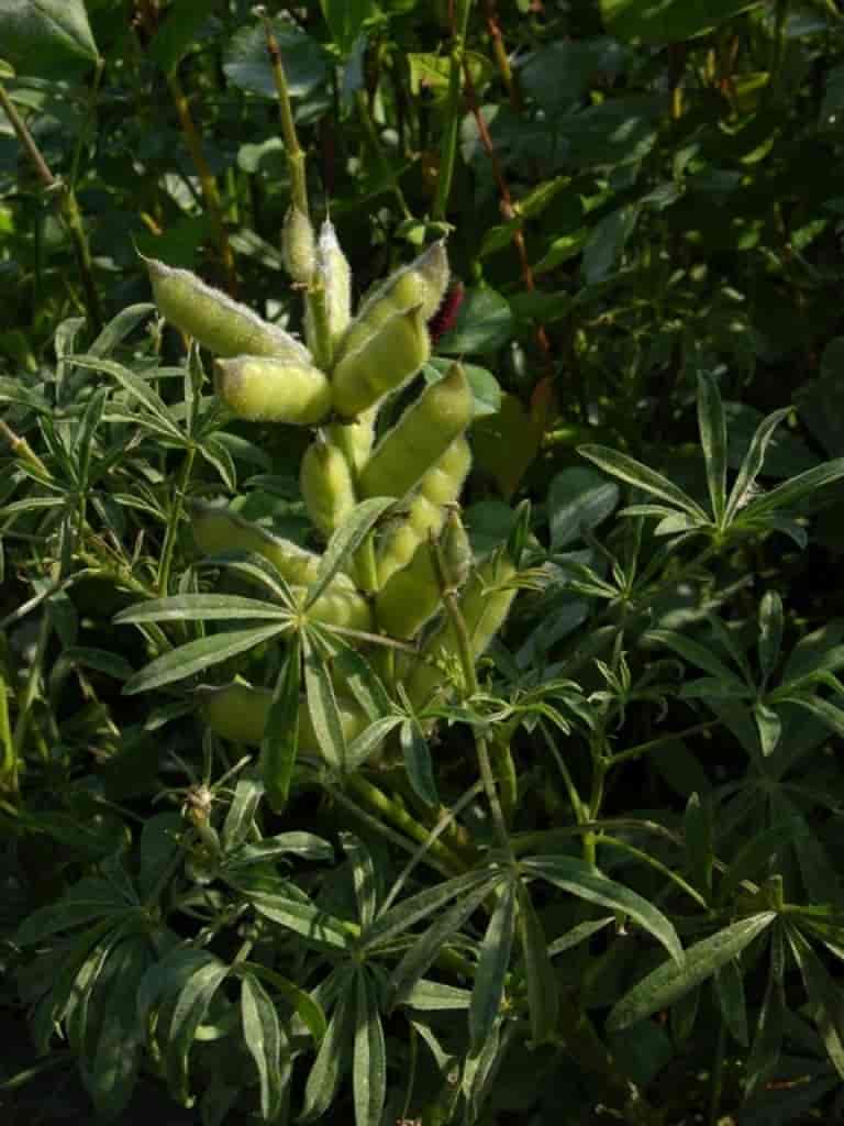 Lupinus luteus (Cultiv)