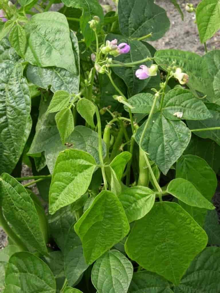 Phaseolus vulgaris