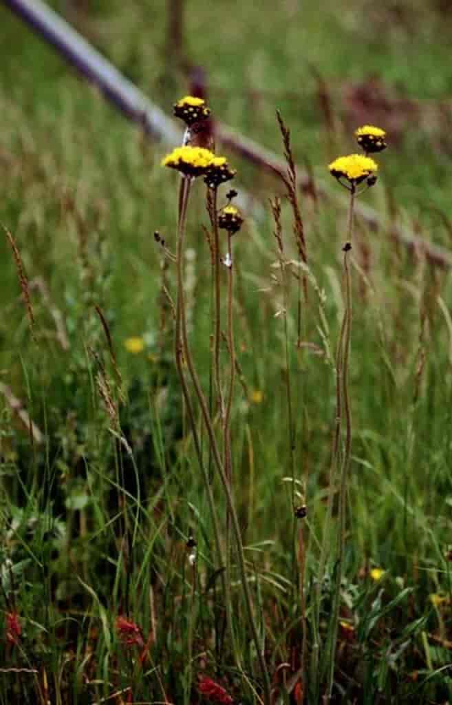 Pilosella aurantiaca ssp. dimorpha