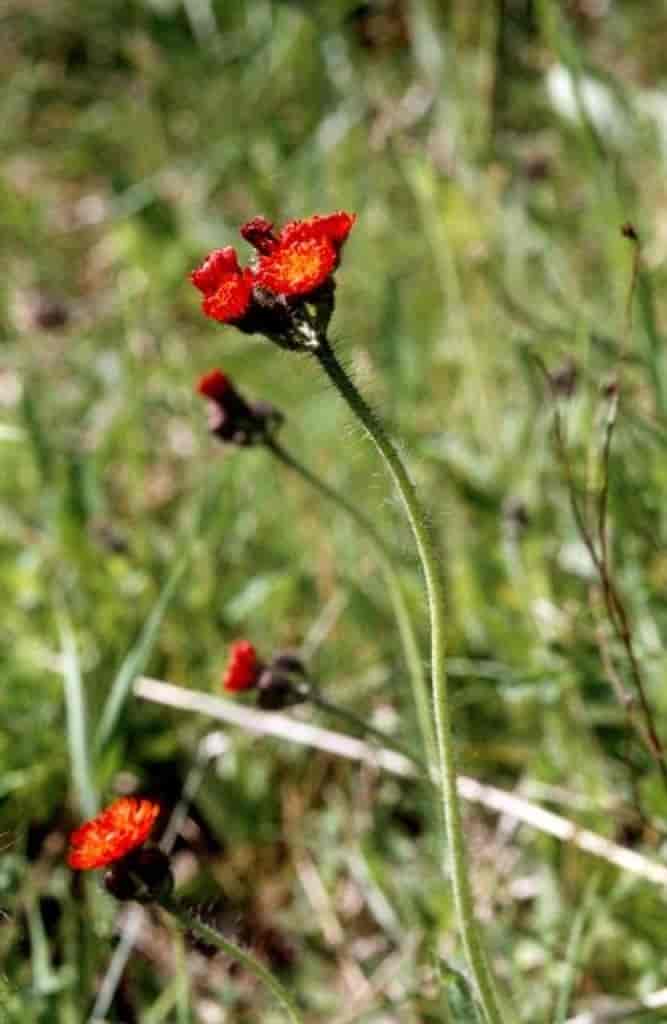 Pilosella aurantiaca ssp. aurantiaca