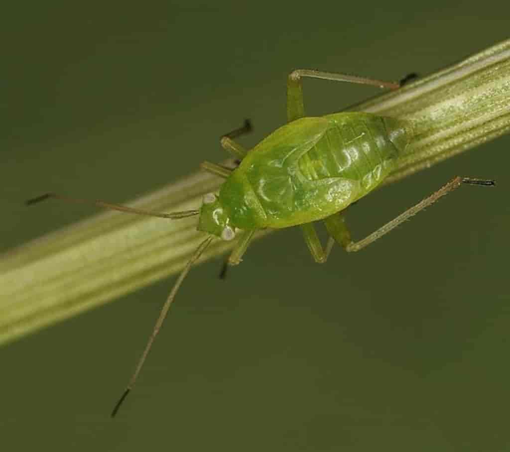 Lygocoris pabulinus