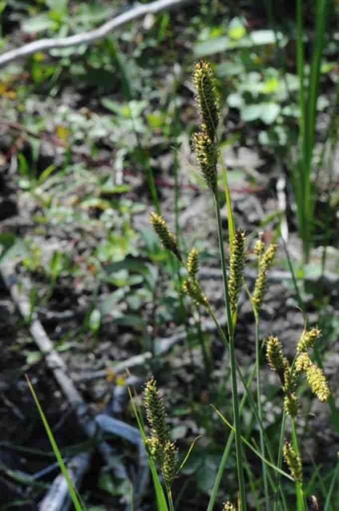 Carex hartmanii