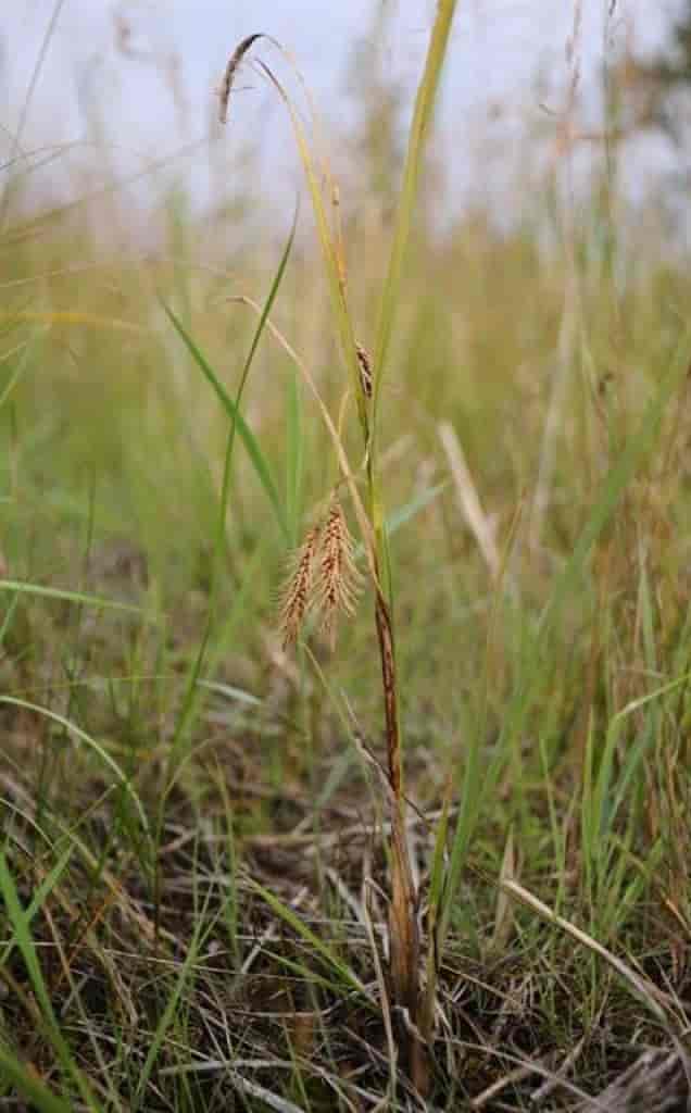 Carex paleacea