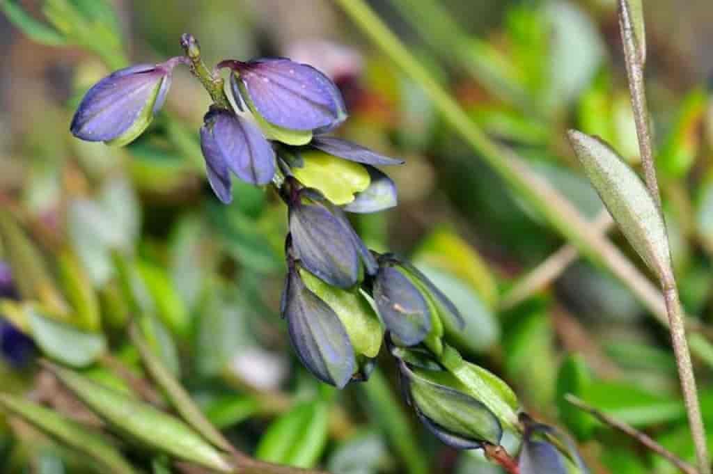 Polygala serpyllifolia