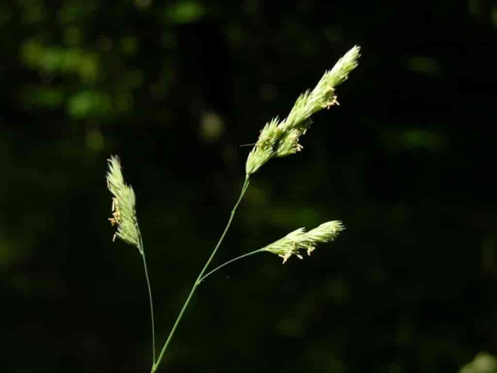 Dactylis glomerata ssp. lobata