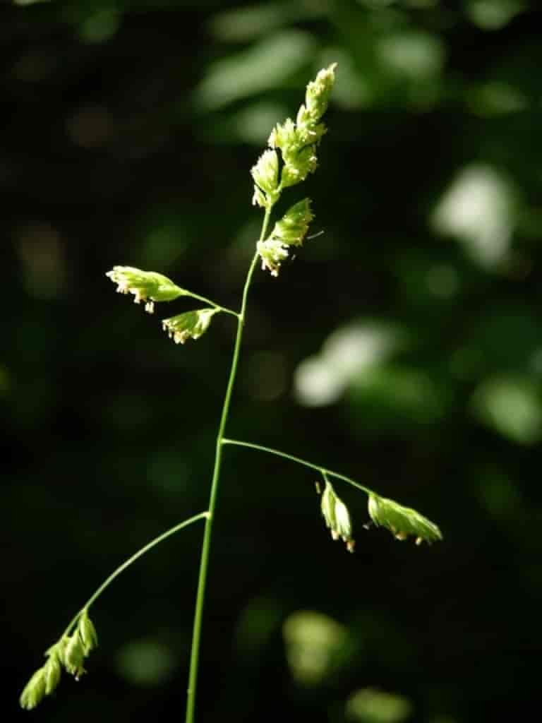 Dactylis glomerata ssp. lobata