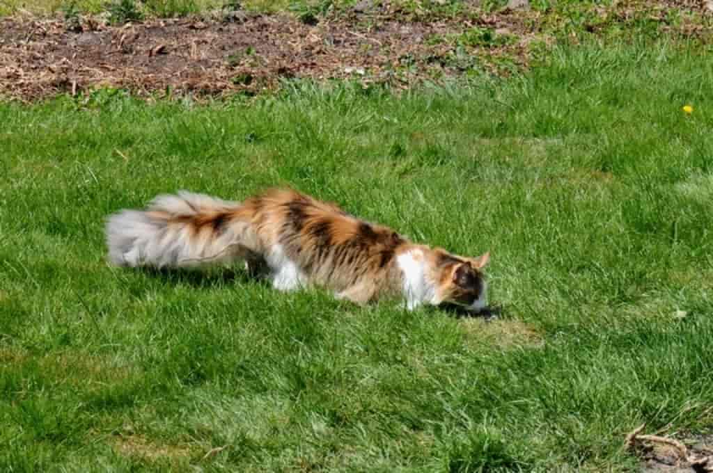 Felis catus (Maine Coon)