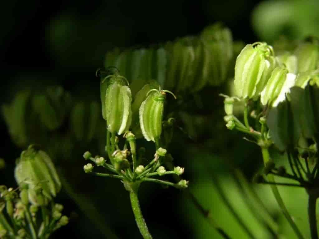 Laserpitium latifolium
