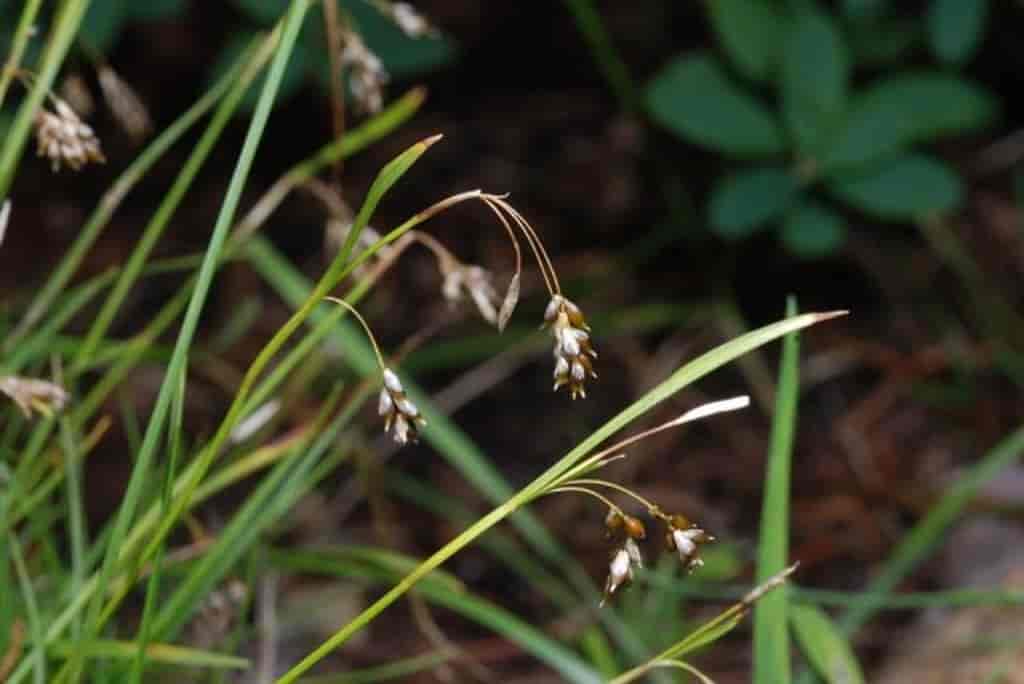 Carex capillaris