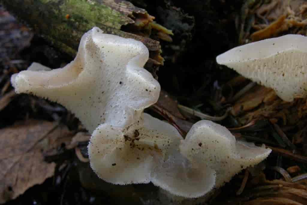 Pseudohydnum gelatinosum