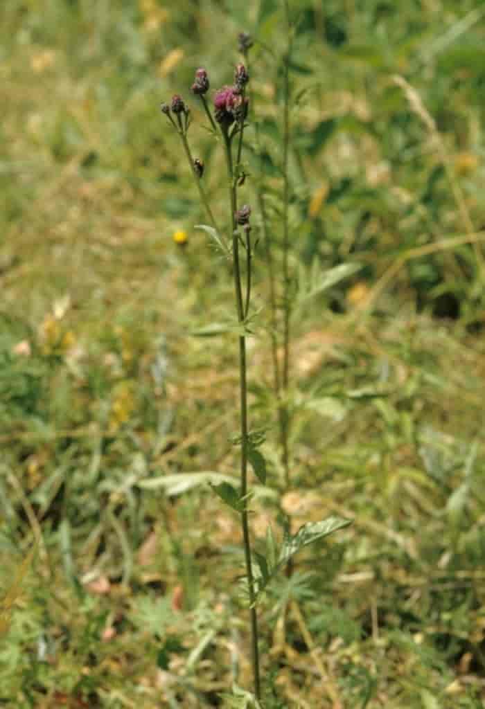 Serratula tinctoria