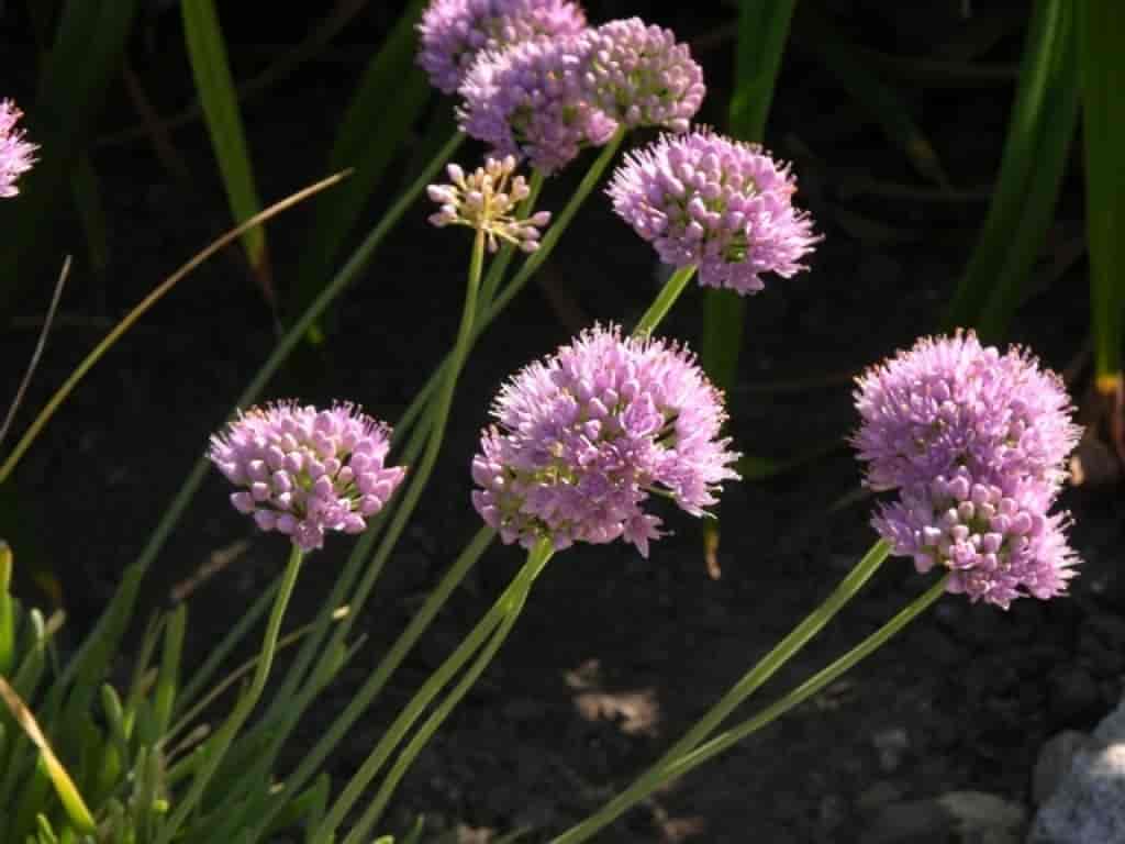 Allium senescens ssp. montanum