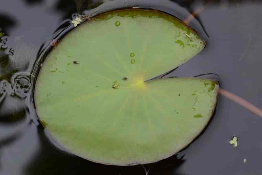 Nymphaea alba ssp. candida