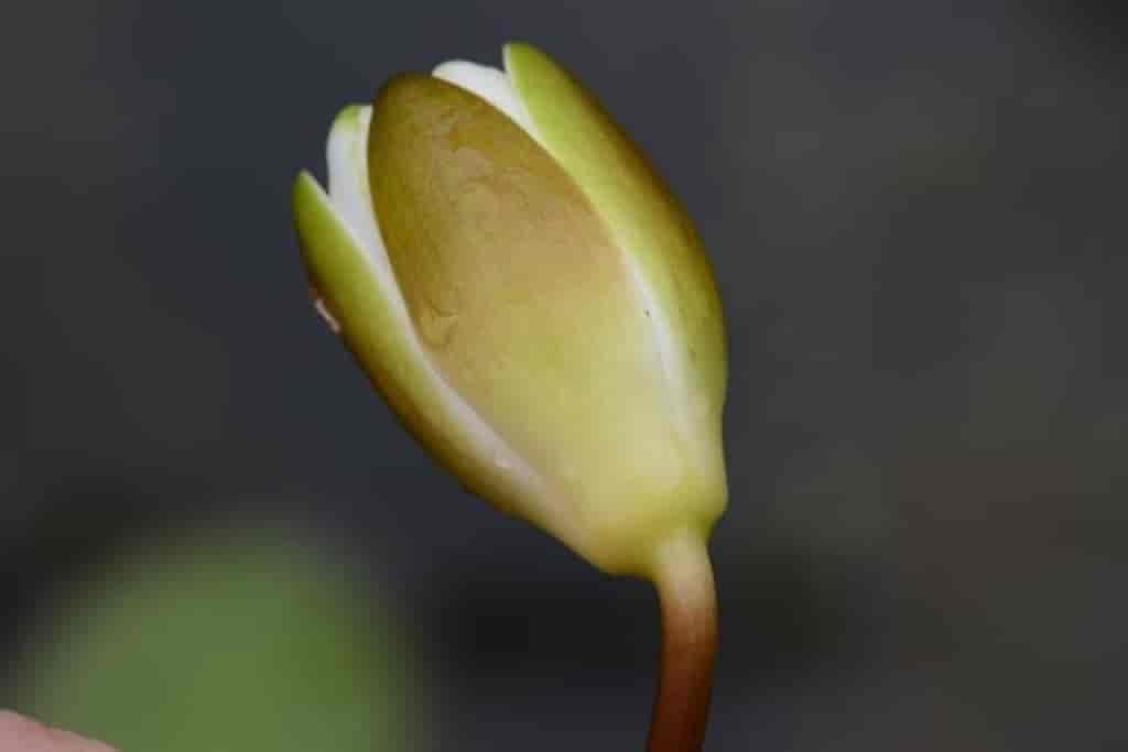 Nymphaea alba ssp. candida