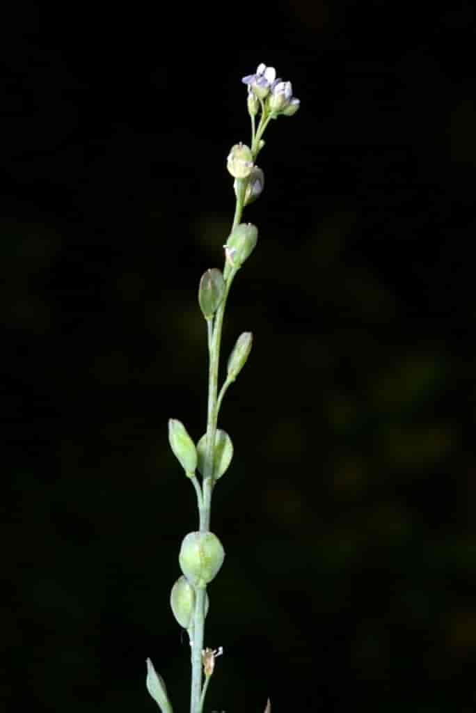Lepidium sativum