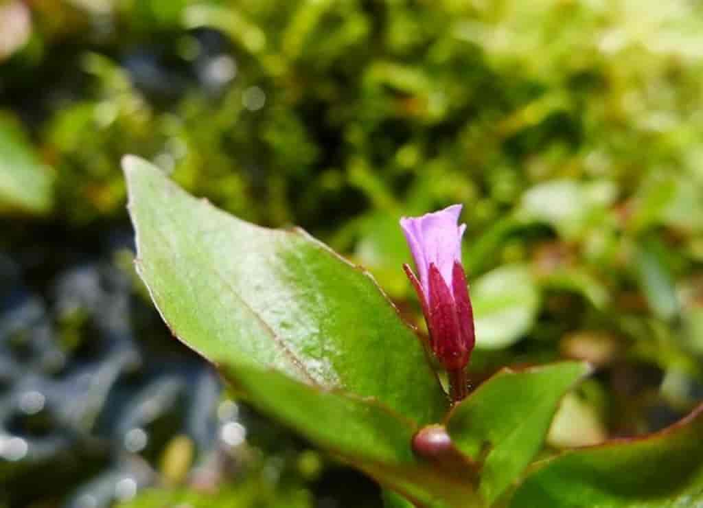 Epilobium alsinifolium