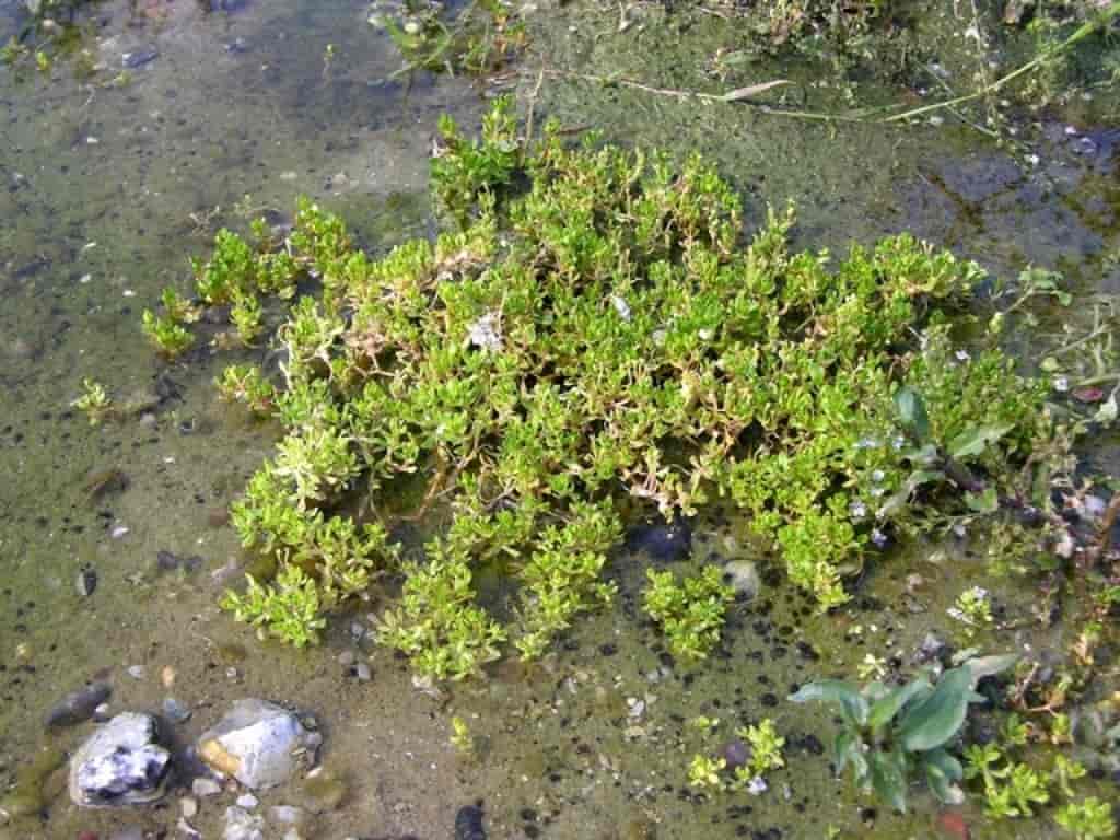 Montia fontana ssp. fontana