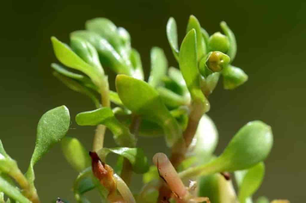 Montia fontana ssp. fontana