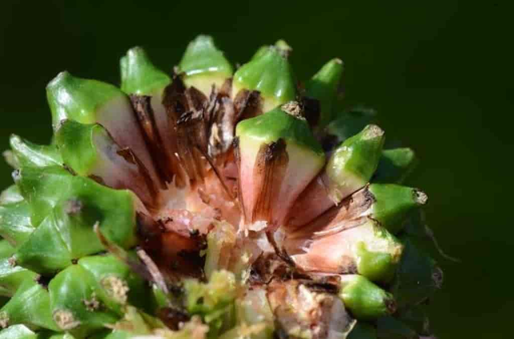 Sparganium erectum ssp. erectum