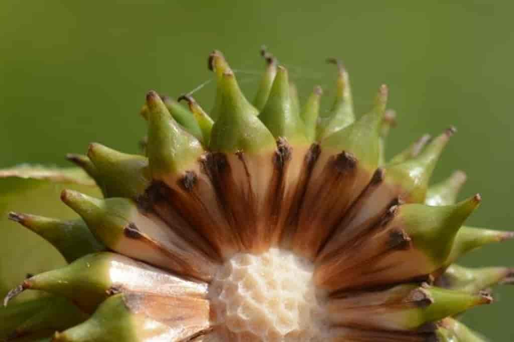 Sparganium erectum ssp. neglectum