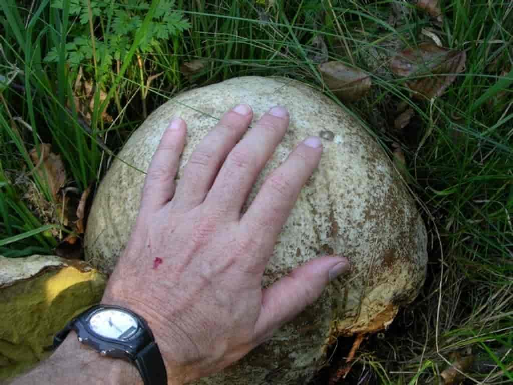 Langermannia gigantea