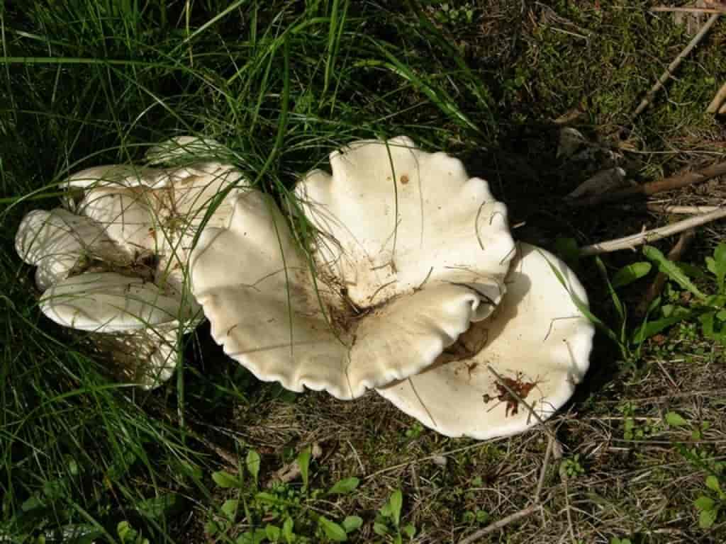 Leucopaxillus giganteus
