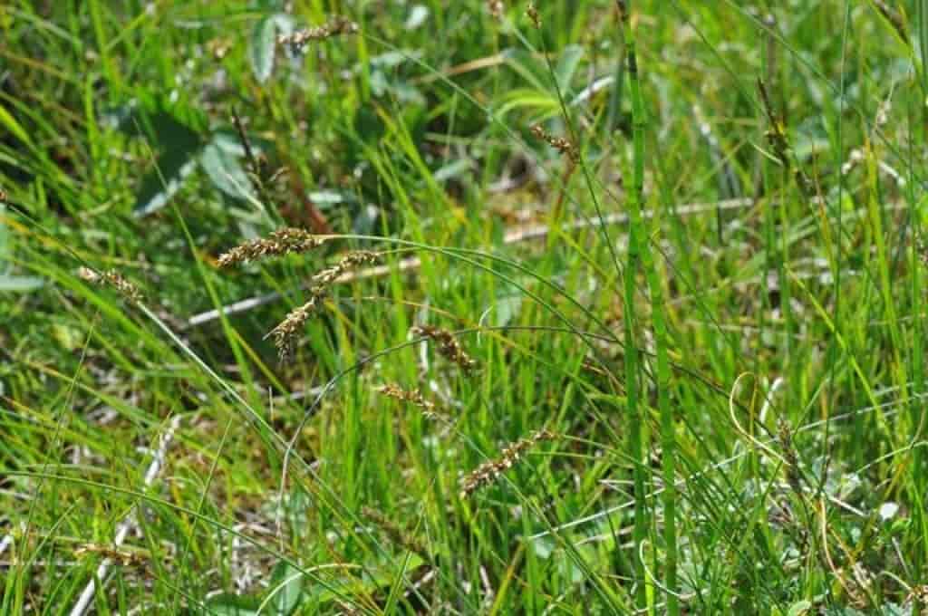 Carex diandra