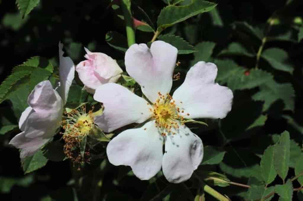 Rosa dumalis ssp. dumalis