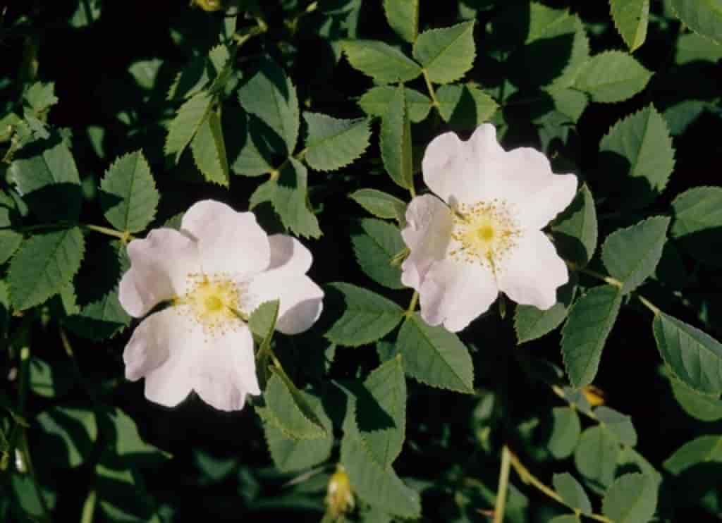 Rosa dumalis ssp. dumalis
