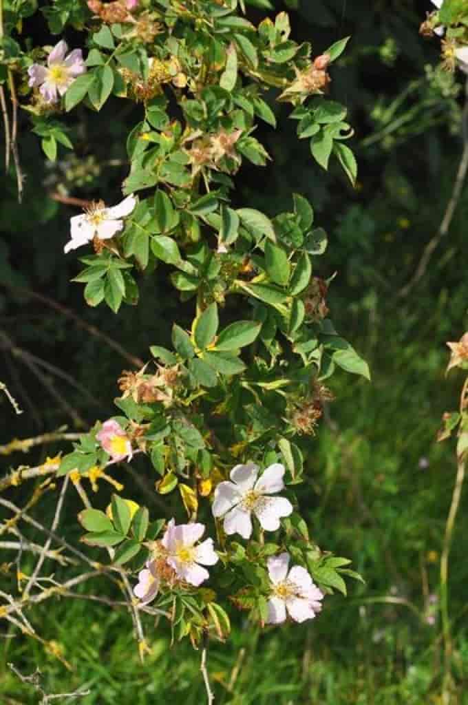 Rosa dumalis ssp. coriifolia