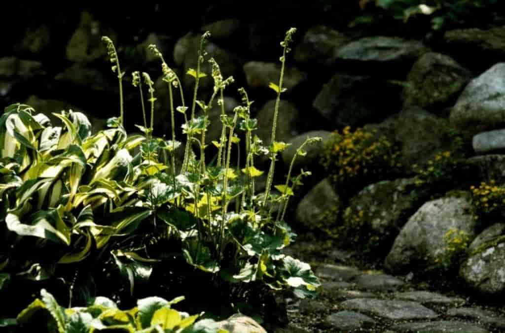 Tiarella cordifolia