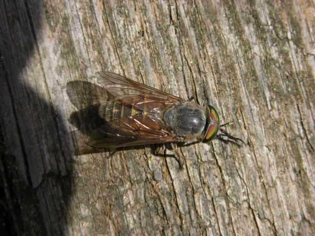 Tabanidae