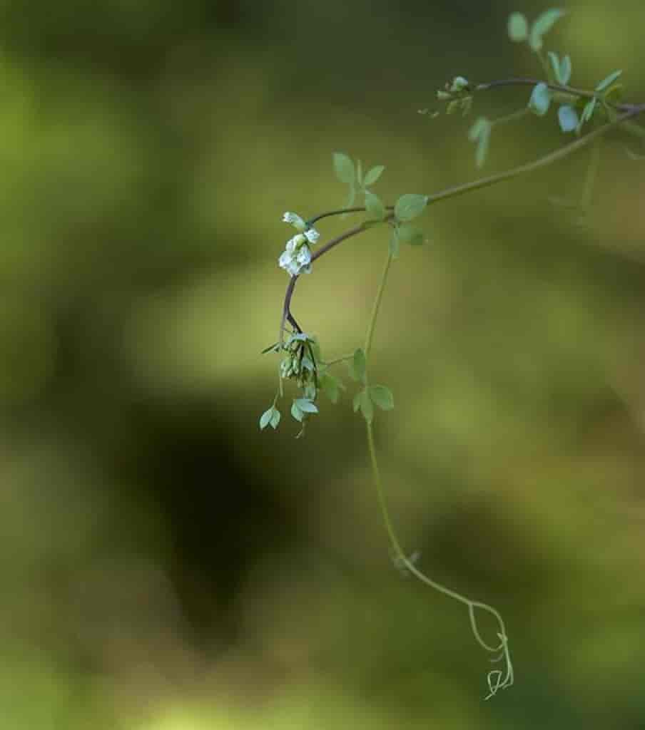 Corydalis claviculata